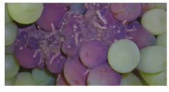 Combatir botrytis
